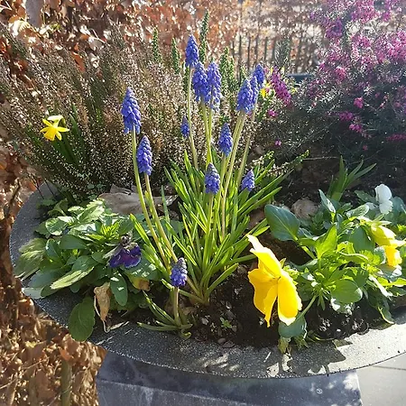 デ エイケンシンゲル